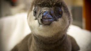 Seneca Park Zoo hatches new African penguin chick