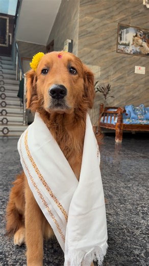 Bruno on Instagram: "Happy New Year 🥳 #bruno #brunothegolden #newyear #trendingreels #viralvideos"