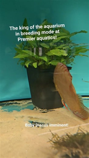 It looks like a pair has formed in the remaining adult Discus at Premier aquatics Runcorn. Well matched too, a nicely patterned brown Discus and a blue turk! Id love to see the offspring from this pair! The side by side twitching and cleaning the plant pot with their mouths are tell tale signs of breeding behaviour. #Discus #discusfish #discustank #discusbreeding #fish #tropicalfish #fishtank #aquarium | Premier aquatics ltd