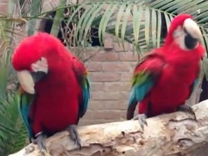 Macaw Waka Flocka Flame Dance