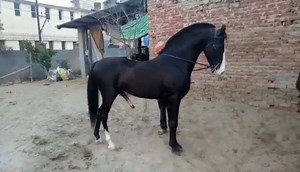 Marwari Stallion Suryadev Sired by Sitaram sakrawala Stallion Dev darbar line Dam Manju daughter of Aliza Sired by late Alibaba Owner Sh. Avtar Singh @avtar_singh_salopal ___ #follow #great_marwari_horses_of_marwar | Great Marwari Horses Of Marwar