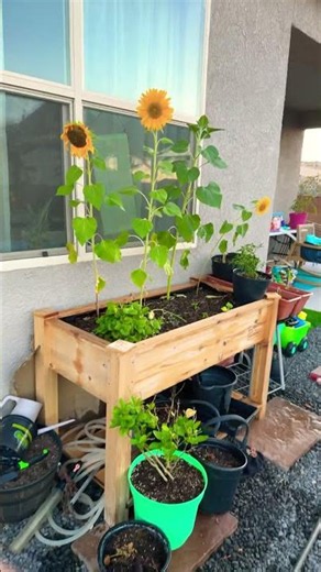 Garden Review!!!!#plants#smallgarden #loveplants