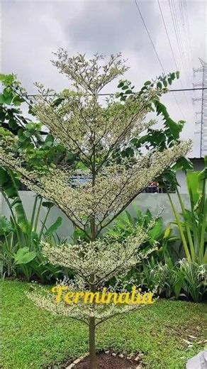 Varigated Terminalia , African Talisay, Umbrella Tree