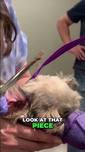 Shocking Ear Wax Removal Dog Can Hear Again! #earcleaning #myfavoritegroomer