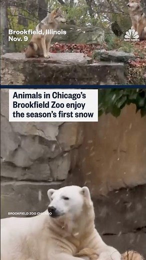 Animals in Chicago's Brookfield Zoo enjoy the season's first snow