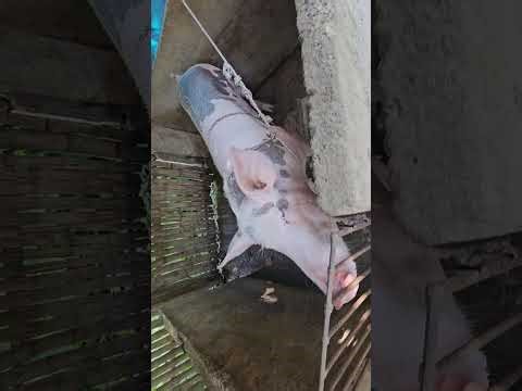 Feeding our very productive sows .