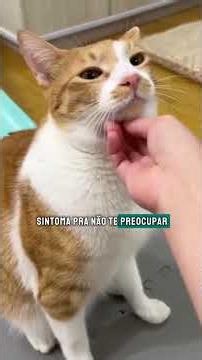 Curiosidades sobre os gatos SRD que talvez você não conheça!