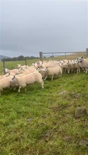 6.3K views · 24 reactions |  Huntly Mart ️ Friday 19th of September ⏰ 10.30am Second sale of Breeding sheep followed by store lambs. ⬇️ Consignment of 120 Tex X store lambs from M/s Dalgetty, Mulchaich, Conon Bridge | United Auctions - Livestock Auctioneers | Facebook
