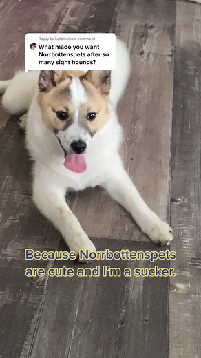 Exploring Different Types of Spitz Dogs