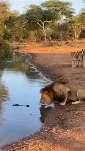 Crocodile vs Lion – Real Jungle War! Part -173 #amazon #wildlife #lion #usa #animals #shorts #usa