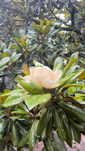 25K views · 341 reactions | Ever wanted to stay in Ellijay's version...