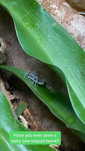 Dr. Rachel Siu on TikTok