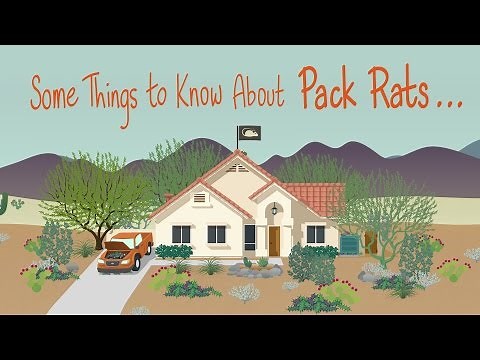 Some Things to Know About Pack Rats...