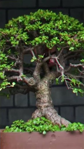 🥰jade plant ki cutting #plants