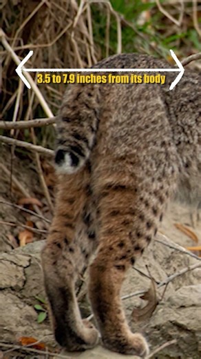 BOBCAT ─ Even Rattlesnakes Wouldn't Dare Cross Its Path!