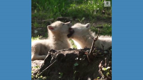 Arctic wolf cubs play in Belgium park