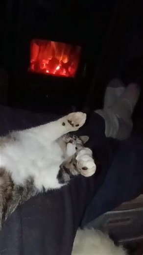 Cat and cosiness 🐈‍⬛🔥 #fireplace #cute #cuddles #cat #homestead