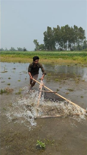 Rural Boys Traditional Net Fishing Adventure#shortvideo #fishing