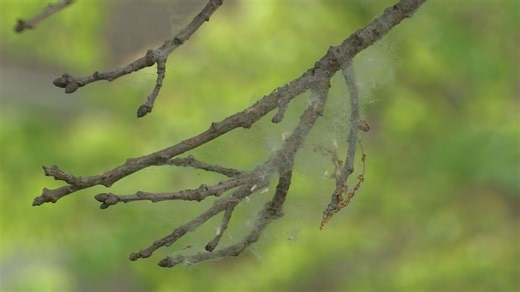 Cottonwood makes a fluffy entrance, but it’s not the cause of allergy trouble