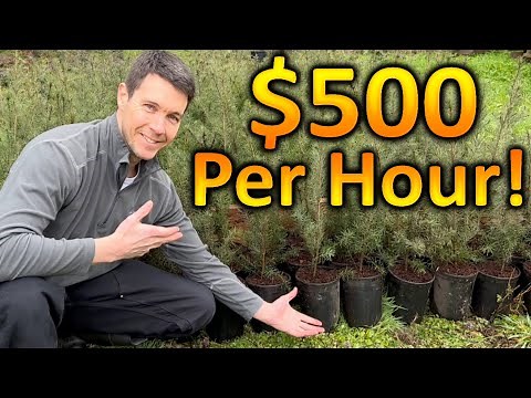 How to Make $500 Dollars an Hour with Trees | Sell Plants for Profit