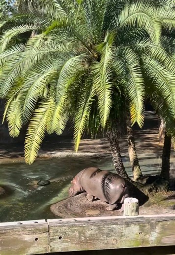 So cool to see all the animals and learn more about them at animal kingdom #animalkindom #animals #disneyparks