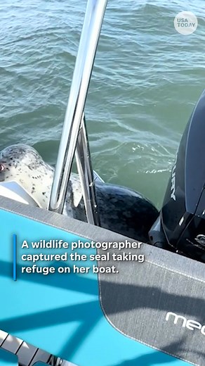 Watch the tense moment a seal leaps onto a photographer’s boat to escape killer whales hunting it. | recordonline.com