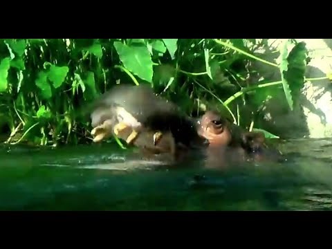 ANIMAL SOUNDS SONG Part 4 (45 Real Animals) BABIES, TODDLERS, PRESCHOOL, & K-3