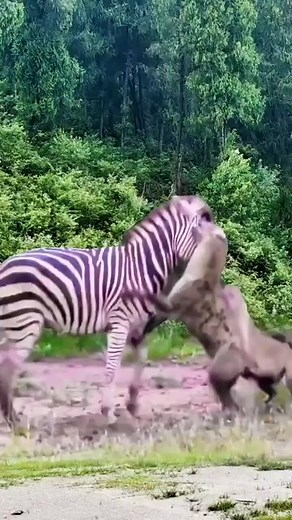 1.4K views | zebra-vs-hyena-close-up-of-wild-animals-animal-fighting-power-competition-720-publer.io#trending #love #viral #fyp . . . #reel #reels #tbt #like #reelsvideo #dance #foryou #viralvideo #video #music #trend #AI #reels2023 #reelsfb #reelsviral #fypシviral #fypシ #short #shorts #motivation #beautiful #usa #america #canada #uk #australia | Video 108 | Facebook