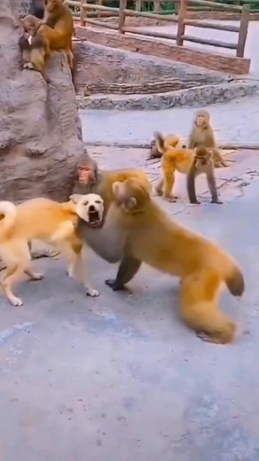Monkeys Vs Dogs..... . . #instagood #instagram #cute #animals #love #trending #monkey #pets #viral #monkeys #amazing #fypシ #fyp #followforfollowback #foryou #dogsofmathias777 #dogsofinstagram #dog #mathias777dogs #mathiaslovedogs . @monkeyssseveryday @doglaugh._ @dogs_cats_ad #subscribetomychannel https://youtube.com/shorts/QrdzChnP2Vs?si=KMBMv31P6yZJR5uL | Kaiser Ahmed