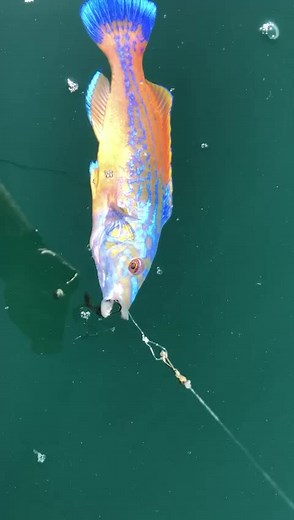 The FishLocker on TikTok