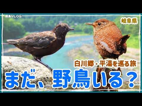 7月の真夏日、平地で野鳥を探してみた！《野鳥撮影vlog》｜カワガラス、ミソサザイ、オオルリ、ツバメ幼鳥...etc