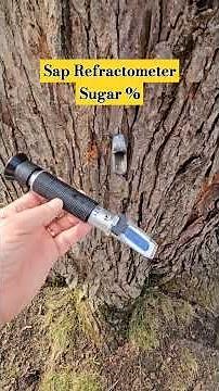 Check Maple Sap Sugar Content with Sap Refractometer #maplesap #mapletapping #maplesyrup