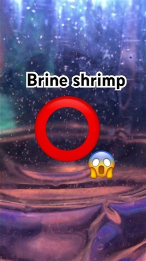 brain shrimp hatching process✨🦐#brineshrimp