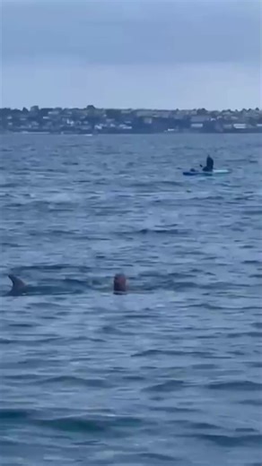 28K views · 315 reactions | Watch amazing moment dolphin swims with man off Torbay coast | Devon Live | Facebook