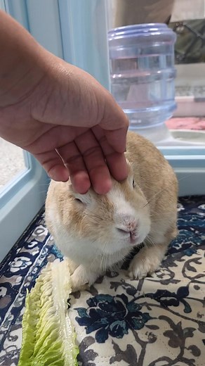 🐰 Meet our sweetest senior bunny named Sir Bun. He’d rather have pets than food! 💕 If you’re a bunny owner, you know just how rare that is. Most rabbits are food-motivated little munchers, but this gentle guy just wants love and attention. He was sadly dumped in Jacksonville before finding his way to our rescue. When pur vet checked him out, he was underweight, already neutered, clean fecal, and now microchipped too. He was adopted by a wonderful couple who gave him his very own bedroom full o
