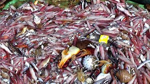 893K views · 492 shares | Squid are cephalopods in the superorder Decapodiformes with elongated bodies, large eyes, eight arms and two tentacles | Neerulagam | Facebook