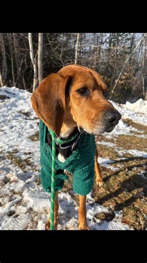 If you visited the Christmas Parade back in November, then you most likely ran into Ruger, or should we say he ran into you, trying to meet everyone possible. Ruger was surrendered to us this summer and has become quite a favorite among the K9 staff. He is a 6 year old Hound mix and is very friendly. He walks well on a leash and has done well learning basic commands. Ruger is interested in other dogs so there is potential for him to go to a home with another dog, given proper introduction. We do