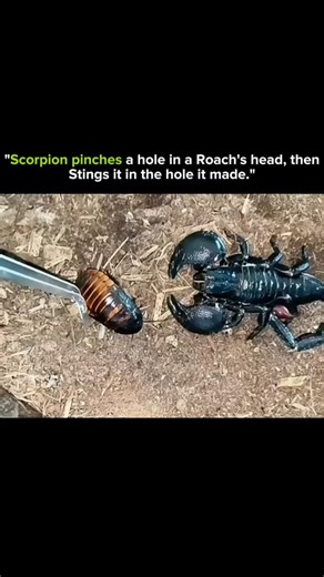 Science Explained-Facts. | This looks terrifying… but it’s pure survival science 🦂😮 A scorpion doesn’t always rely on brute force. In rare encounters, it can... | Instagram