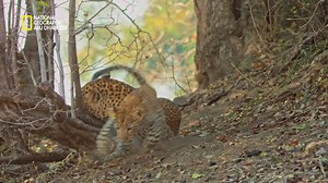 25M views · 710K reactions | لا تتميز أنثى الفهد بشراستها فحسب، بل...