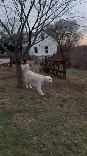 Meet Marmaduke a English Mastiff currently available for adoption! 12/30/2025 10:30:10 AM