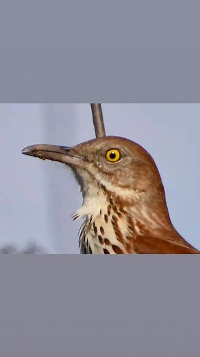 Moqueur roux Brown thrasher - Toxostoma rufum Godmanchester 29 avril 2025 Photos et vidéo • Taille: 31 cm • Envergure: 29 à 32 cm. • Poids: 61 à 89 g Les moqueurs roux habitent du Canada jusqu'au Golfe du Mexique. Ils affectionnent les fourrés, les arbustes et les buissons. Le Moqueur Roux est un oiseau omnivore . Il se nourrit d'insectes et de petits invertébrés, de fruits, de noix, de graines et de vers de terre | Pierre Masse Pro