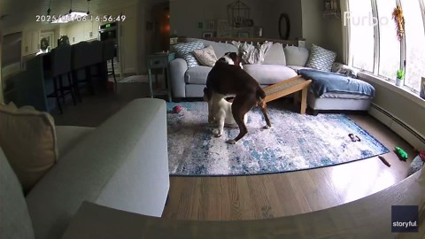 Boxer Dog Saves French Bulldog Who Was Having a Seizure While Home Alone