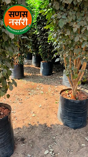 14K views · 678 reactions | Wholesale Nursery Plants on Reels | Facebook