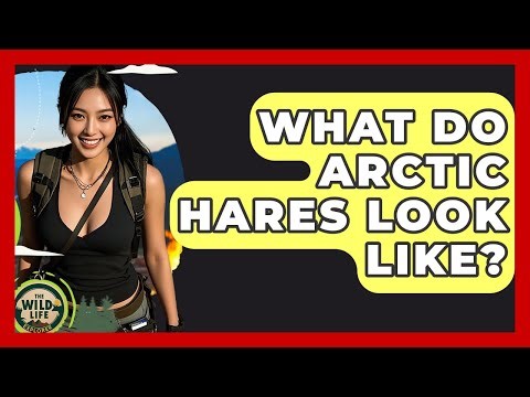 What Do Arctic Hares Look Like? - The Wild Life Explorer