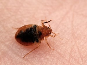 4 MI Cities Among Nation's Leaders For Bed Bug Infestations: Ranking
