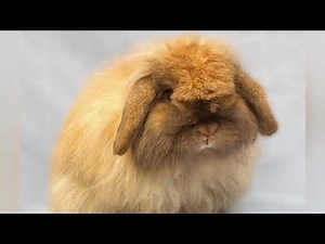 Rabbit Breed Profile - The American Fuzzy Lop