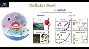 Biomolecules And Cellular Pool – Lifeboat News: The Blog