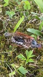 Zombies are real! A neuro-parasite has taken over this insect's brain and makes it walk, even after it is partially decomposed! 💀 | Festival of The Dead