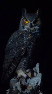 48K views · 754 reactions | An Owl is Eating My Chickens... #owl #owls #predators #trapping #chickens #chickencoop | Fishin’ with Tate | Facebook