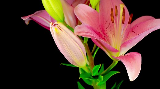 Beautiful pink lily flower opening - Free Stock Video